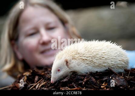 Diane Cook, die Prickly Pigs Hedgehog Rescue betreibt, mit Jack Frost, einem extrem seltenen Albino-Igel, der von Prickly Pigs Hedgehog Rescue in Otley, West Yorkshire, gerettet wurde. Stockfoto
