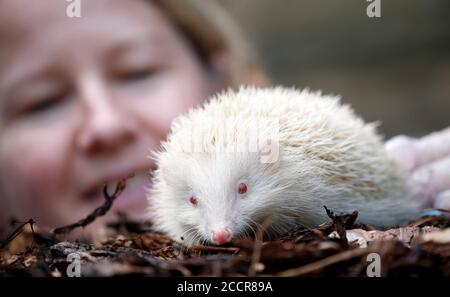 Diane Cook, die Prickly Pigs Hedgehog Rescue betreibt, mit Jack Frost, einem extrem seltenen Albino-Igel, der von Prickly Pigs Hedgehog Rescue in Otley, West Yorkshire, gerettet wurde. Stockfoto