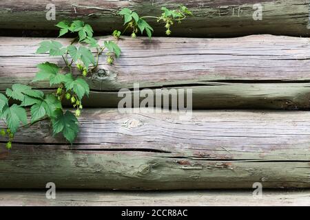 Hopfenpflanzen Blätter wachsen über alte Holzwand, natürliche Hintergrundstruktur. Humulus lupulus Stockfoto