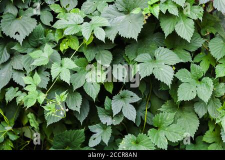 Hopfen Pflanzen Blätter, natürliche Hintergrundstruktur. Humulus lupulus, Nahaufnahme mit selektivem Fokus Stockfoto