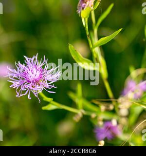 Kraut, Centaurea ist eine Gattung von zwischen 350 und 600 Arten von krautigen Distel-wie blühende Pflanzen in der Familie Asteraceae. Stockfoto
