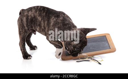 Französisch Bulldogge Welpen mit schwarzen Schule Schiefer auf weißem Hintergrund Stockfoto