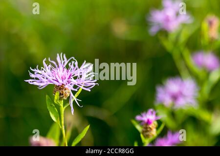 Kraut, Centaurea ist eine Gattung von zwischen 350 und 600 Arten von krautigen Distel-wie blühende Pflanzen in der Familie Asteraceae. Stockfoto