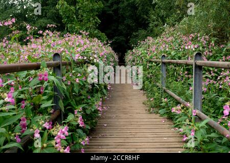 Ein Pfad gesäumt von Himalayan Balsam (Impatiens glandulifera), Jungs Cliffe, Warwick, Warwickshire, Großbritannien Stockfoto