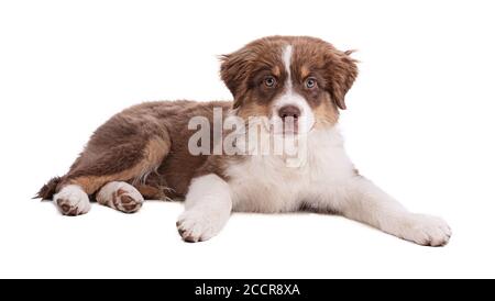 Australian Shepherd Puppy auf weißem Hintergrund Stockfoto