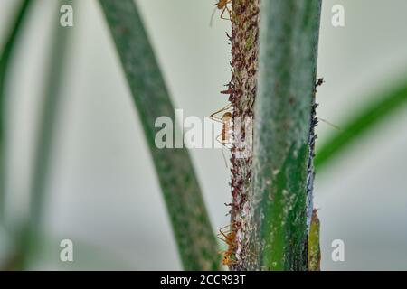 Nahaufnahme von Ameisen, die auf grünen Blättern kriechen. Makromodus. Stockfoto