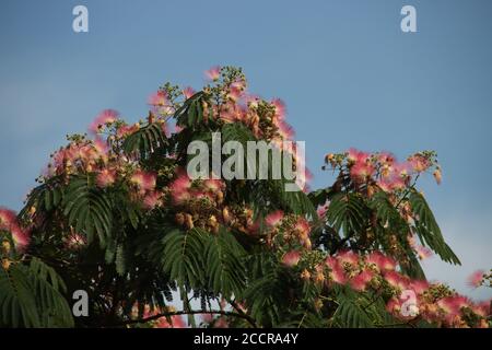 Albizia julibrissin Boubri oder Ombrella Baum mit flauschigen rosa und Weiße Blüten im Sommer Stockfoto