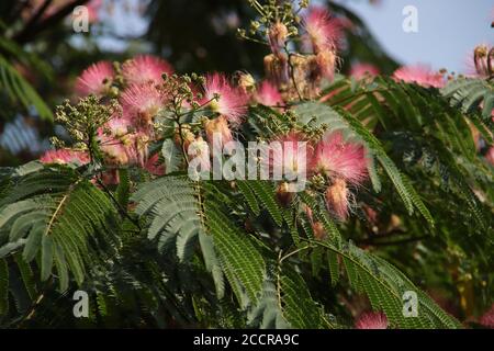 Albizia julibrissin Boubri oder Ombrella Baum mit flauschigen rosa und Weiße Blüten im Sommer Stockfoto