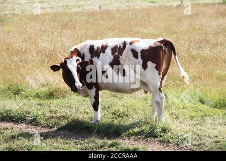 Schwarz-weiß und rot-weiß Kühe auf einer Weide der Holstein Friesische Rasse in den Niederlanden im Sommer Stockfoto