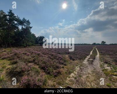 Die violette Heide beginnt am Ende des Sommers zu blühen Auf der Wezepsche Heide im Naturschutzgebiet Veluwe in Niederlande Stockfoto
