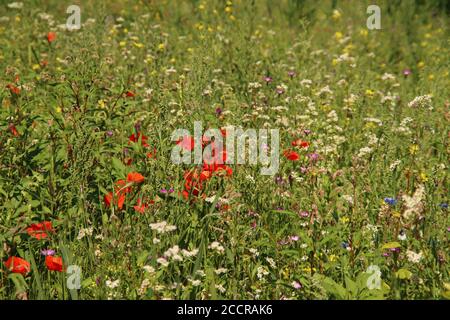 Mehrere wilde Blumen wie Gänseblümchen und Mohnblumen entlang eines Deiches In Nieuwerkerk aan den IJssel Stockfoto