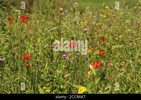 Mehrere wilde Blumen wie Gänseblümchen und Mohnblumen entlang eines Deiches In Nieuwerkerk aan den IJssel Stockfoto