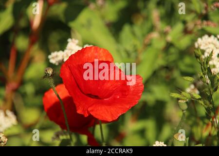 Mehrere wilde Blumen wie Gänseblümchen und Mohnblumen entlang eines Deiches In Nieuwerkerk aan den IJssel Stockfoto