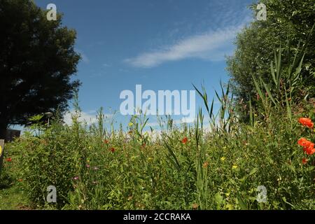 Mehrere wilde Blumen wie Gänseblümchen und Mohnblumen entlang eines Deiches In Nieuwerkerk aan den IJssel Stockfoto