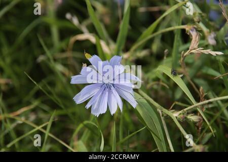 Lila cichorei entlang der Straßen in Nieuwerkerk aan den Ijssel Als Wildblumen in den Niederlanden Stockfoto