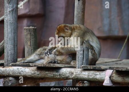 barbary Macaque im Ouwehand Zoo in den Niederlanden Stockfoto