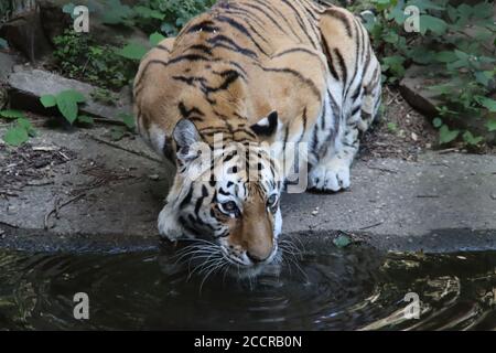 Amur oder sibirischer Tiger im Ouwehand Zoo in der Niederlande Stockfoto