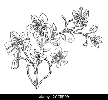 Blumen botanischen Hand gezeichnet Linie Kunst dekorative Orchidee Blume Komposition. Vektor monochrome Blumenvorlage Illustration für Hochzeit Einladung, vegan Stock Vektor