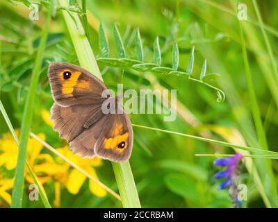 Wiese Brauner Schmetterling mit wilden Blumen. Maniola jurtina. Stockfoto