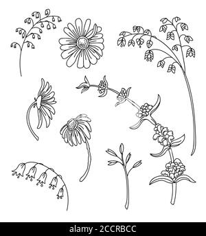 Blumendesign botanischen Set mit Hand gezeichnet Linie Kunst Wiese Blumen. Vektor monochrome Blumenvorlage Illustration für Hochzeitseinladung, veganes Café, Blume Stock Vektor