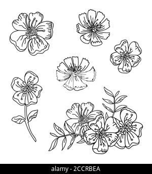Florale botanische Set mit handgezeichneten Linie Kunst Buttercup und cosmea Blumen. Vektor monochrome Blumenvorlage Illustration für Hochzeit Einladung, vega Stock Vektor
