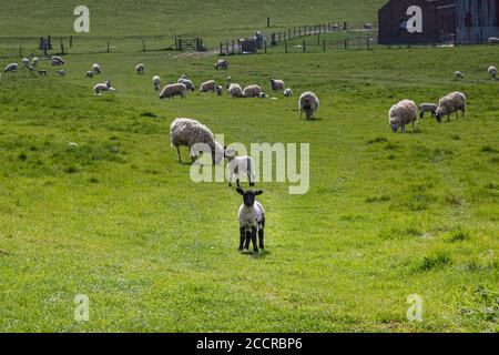 Schafe und Lämmer in der Landschaft von Sussex, an einem sonnigen Frühlingstag Stockfoto