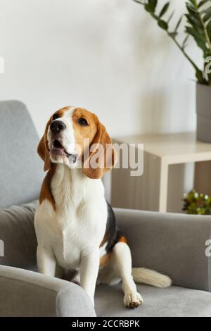 Vertikale voller Länge Porträt von niedlichen Beagle Hund sitzt auf grauen Sessel in minimalem Heim-Interieur, Kopierer Platz Stockfoto