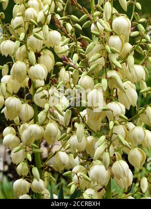 Nahaufnahme der Blumen von Yucca Gloriosa. Stockfoto