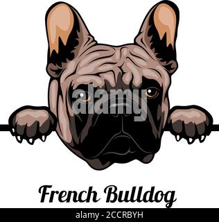 French Bulldog - Farbe Peeking Dogs - Rasse Gesicht Kopf Isoliert auf Weiß Stock Vektor