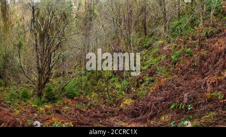 Panorama-Aufnahme von dichten überwuchert Setzlinge und Bracken im Herbst als Wyming Brook Naturschutzgebiet, alten Wald in der Nähe von Sheffield, Großbritannien Stockfoto