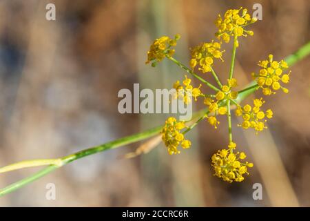 Foeniculum vulgare, Wildfenchel Pflanze in Blume Stockfoto