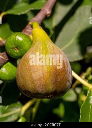 Ficus carica 'Brown Turkey' Feige Reifung auf Zweig im Freien in der Sonne. Mit kleineren unreifen Feigen. Stockfoto