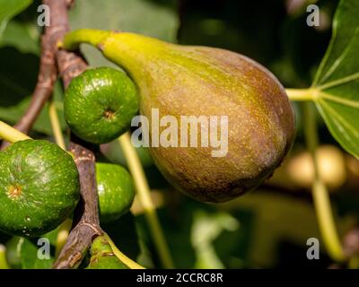 Ficus carica 'Brown Turkey' Feige Reifung auf Zweig im Freien in der Sonne. Mit kleineren unreifen Feigen. Stockfoto