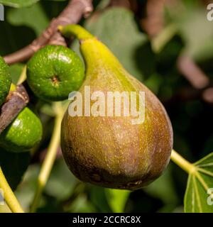 Ficus carica 'Brown Turkey' Feige Reifung auf Zweig im Freien in der Sonne. Mit kleineren unreifen Feigen. Stockfoto