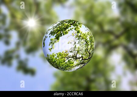 Baumkrone in einer Glaskugel mit der Sonne, die durch das grüne Laub scheint. Umweltfreundliches, professionelles Konzept mit Kopierbereich. Stockfoto