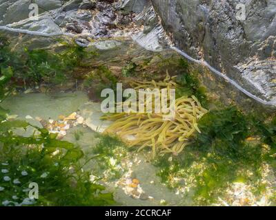 Snakelocks Seeanemone im Steinpool, Nord Devon. Stockfoto