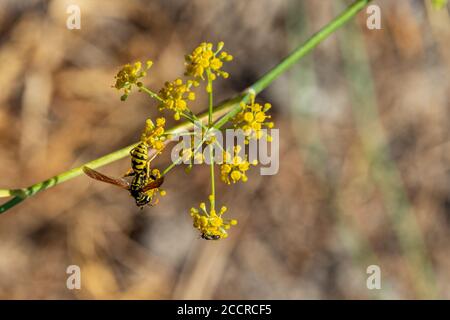 Polistes dominula, Europäische Papierwaspe Fütterung auf einer Wildfenchel-Pflanze Stockfoto