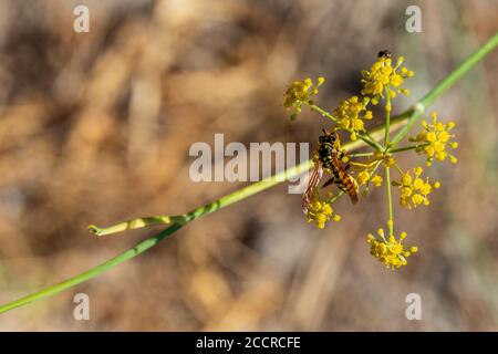 Polistes dominula, Europäische Papierwaspe Fütterung auf einer Wildfenchel-Pflanze Stockfoto