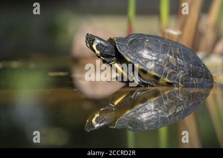 Eine gelb gestreifte stolze und arrogante Schildkröte in einem Teich. Schildkröte, die sich im Wasser spiegelt. Cooter Turtle Stockfoto