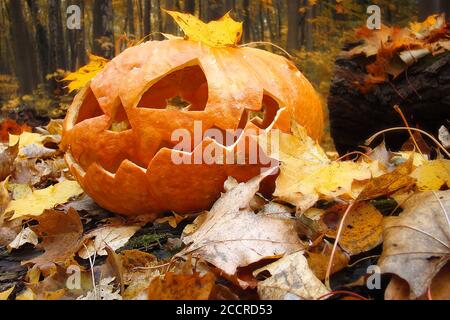 Der Kürbis Jack Lantern zwischen den gelben Blättern. Halloween Stillleben, Herbst themed Hintergrund Stockfoto