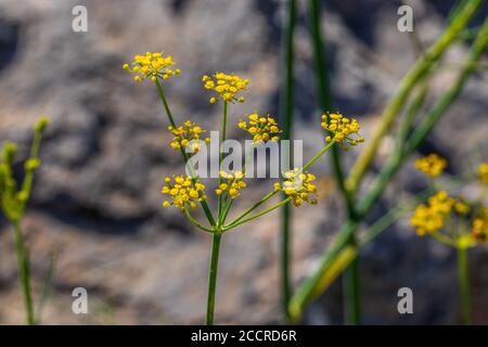 Foeniculum vulgare, Wildfenchel Pflanze in Blume Stockfoto