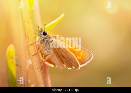 Makro eines Essex Skipper Butterfly, Thymelicus lineola, ruht auf EINEM Grass Stem bei Sunrise Backlit by the Sun. Aufgenommen bei Stanpit Marsh UK Stockfoto