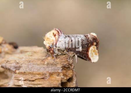 Makro von Buff Tip Moth, Phalera bucephala, ruht auf EINEM Log gegen EINEN diffusen Beige Hintergrund. Aufgenommen in Blashford Lakes UK Stockfoto