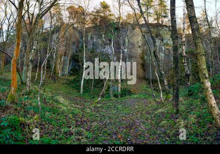 Die Arbeitsfläche durch Silberbirkenbäume im Yarncliffe Quarry, nahe Grindleford, Derbyshire, Großbritannien Stockfoto