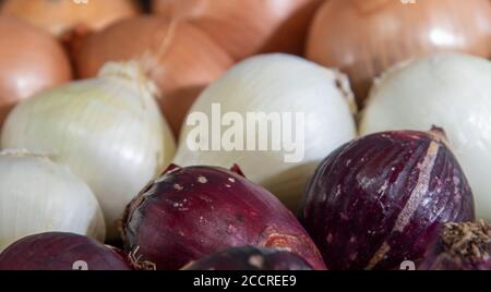 Zwiebel ist der beliebte Name der Pflanze, deren wissenschaftlicher Name Allium cepa ist. Würze zum Würzen. Kulinarische Zutat. Menschliche Nahrung. Frische Zwiebeln. Stockfoto