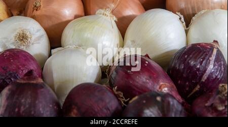 Zwiebel ist der beliebte Name der Pflanze, deren wissenschaftlicher Name Allium cepa ist. Würze zum Würzen. Kulinarische Zutat. Menschliche Nahrung. Frische Zwiebeln. Stockfoto