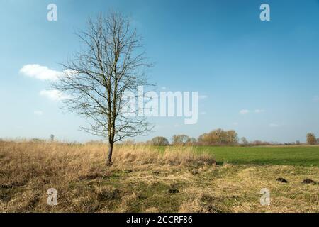 Baum ohne Blätter wächst im trockenen Gras Stockfoto