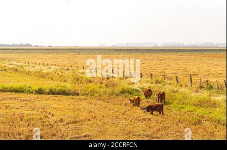 Rinder und Kühe weiden. Extensive Viehzucht. Brasilianische Fauna. Reiskultur nach der Ernte. Landwirtschaft und Viehzucht in Brasilien. Weißreiher und tachâ Stockfoto