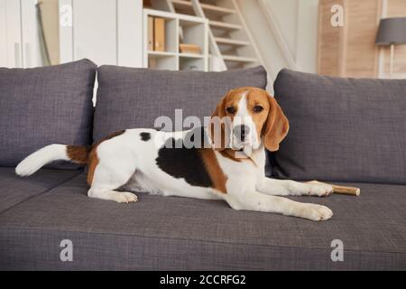 In voller Länge Porträt von niedlichen Beagle Hund liegend auf Couch und Blick auf die Kamera in modernen Innenraum, kopieren Raum Stockfoto