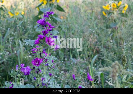 Blüten einer wilden Malve auf einem Feld, auch Malva sylvestris, Rossspappel oder Wilde Malve genannt Stockfoto